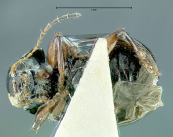 Media type: image;   Entomology 27825 Aspect: habitus ventral view